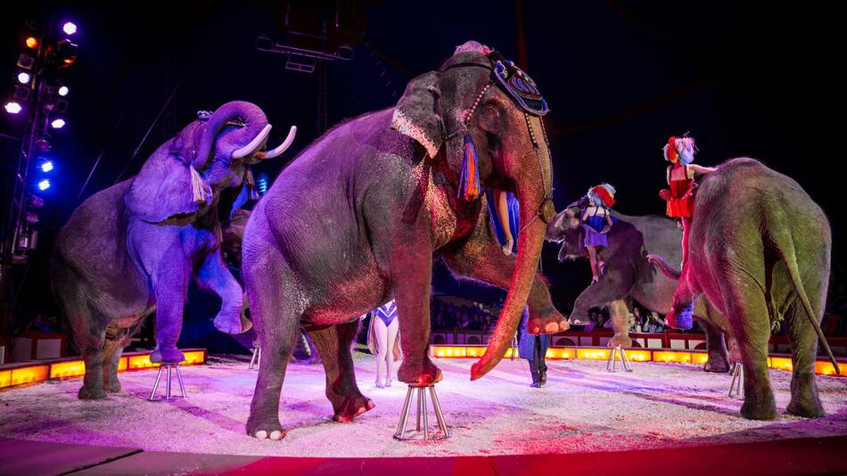 Elefanten Circus Krone
