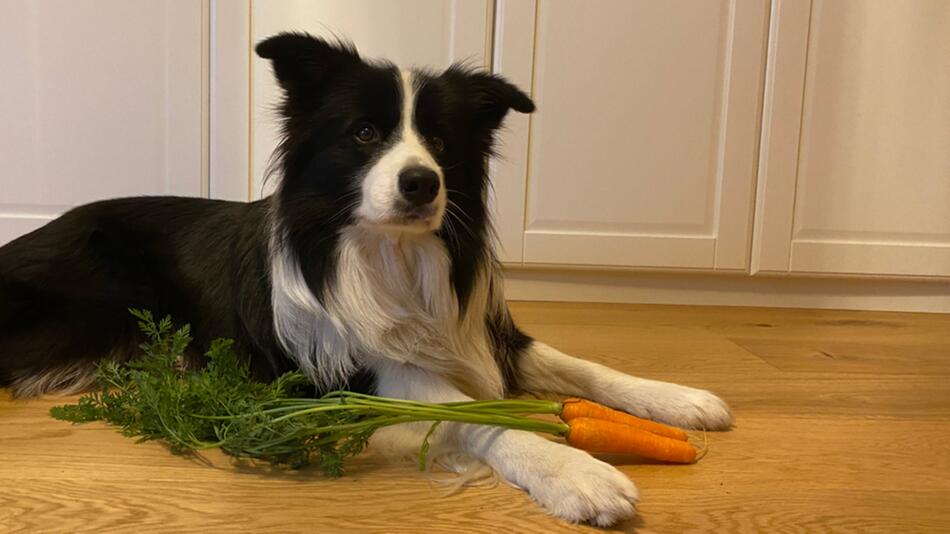 Welches Obst und Gemüse dürfen Hunde fressen?