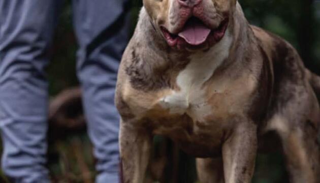 Gerichtsverfahren zu XL Bully in England