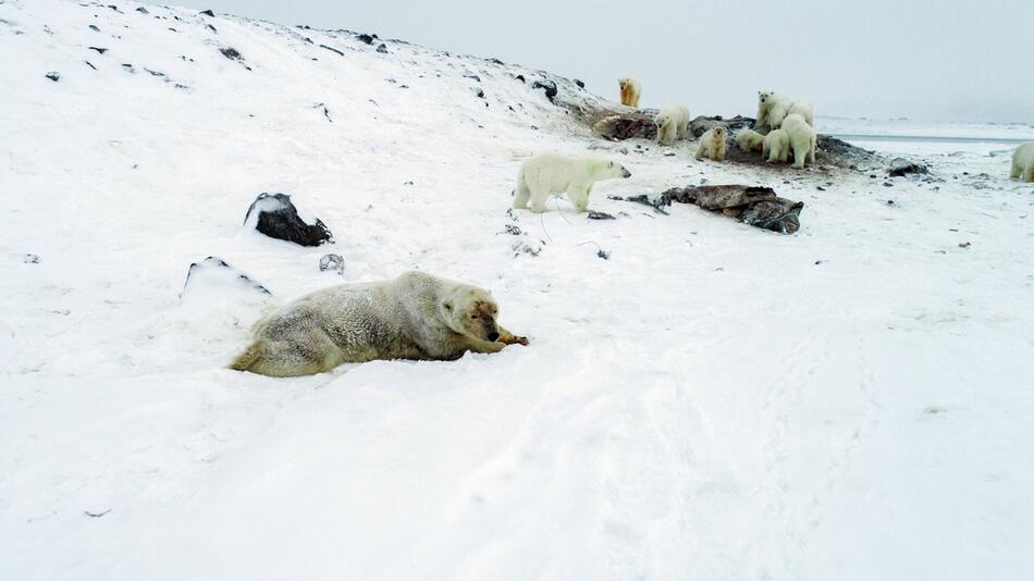 Hungrige Eisbären nähern sich Dorf am Nordpolarmeer