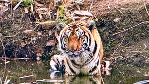 72 Tiger in Thailand verendet