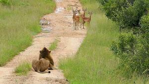 Brenzlige Begegnung: Impalas stürmen direkt durch wartendes Löwenrudel