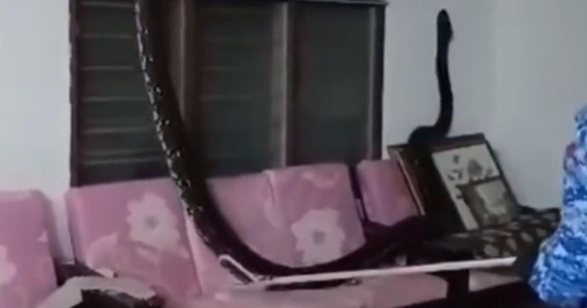 5,5 Meter langes Reptil im Wohnzimmer: Python fällt aus der Decke ...