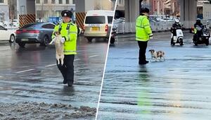 Polizist kommt gerade recht: Hund will mehrspurige Straße überqueren und sucht sich Hilfe