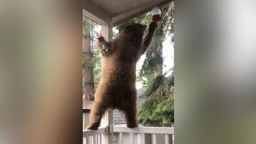 Bär auf Veranda