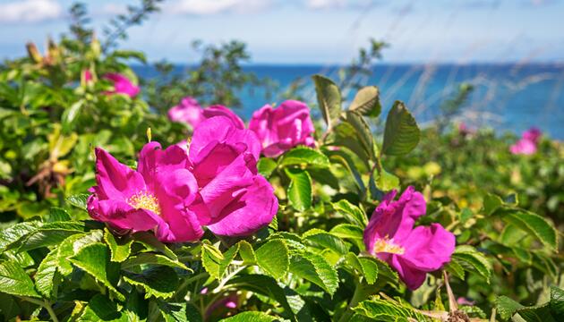 Kartoffelrose