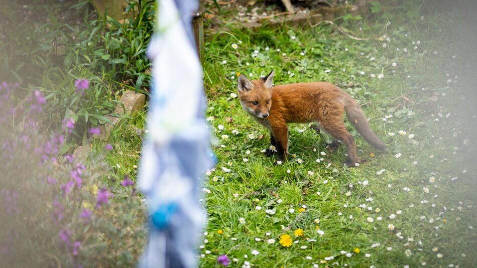 Frau versteckt Fuchs im Altersheim.