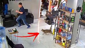 Keine Annäherung erlaubt: Katzen-Mama verjagt zwei Männer aus Friseursalon