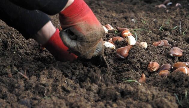 Zwiebelblumenzeit: Krokusse gehören im Herbst in die Erde