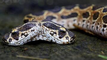 Kettenviper