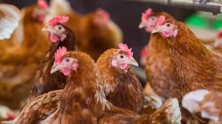 Hühnerkrankheit - Behörden lassen 100.000 Legehennen töten