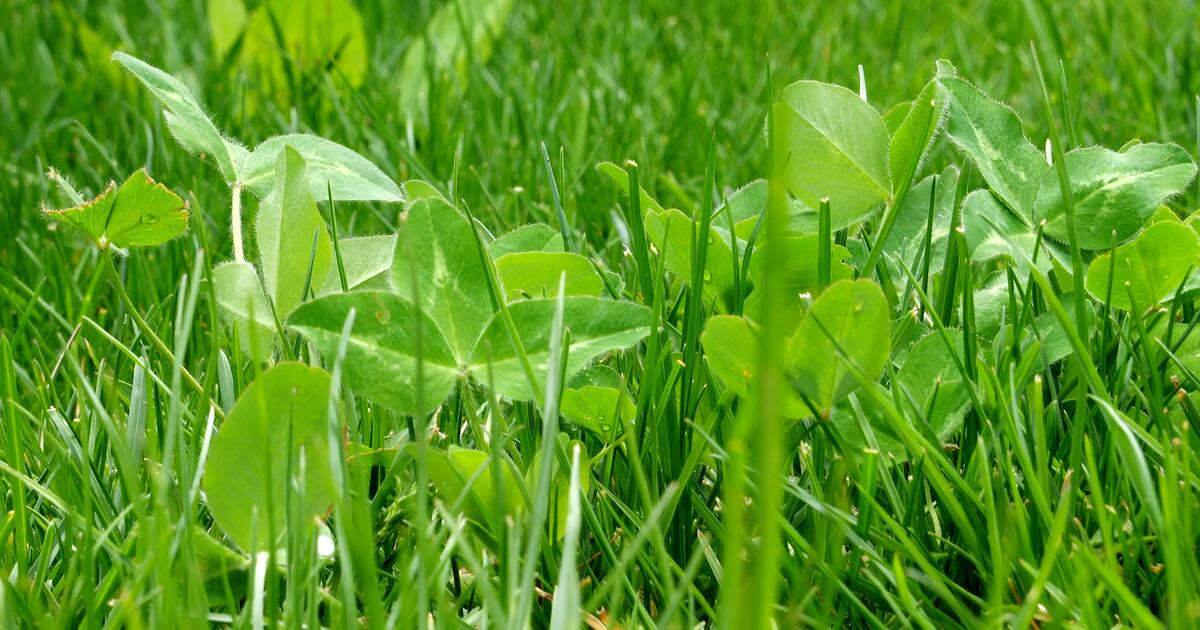 Unkraut oder nützlich? Das spricht für einen KleeRasen 1&1