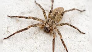 Die Nosferatu-Spinne breitet sich weiter in Deutschland aus.