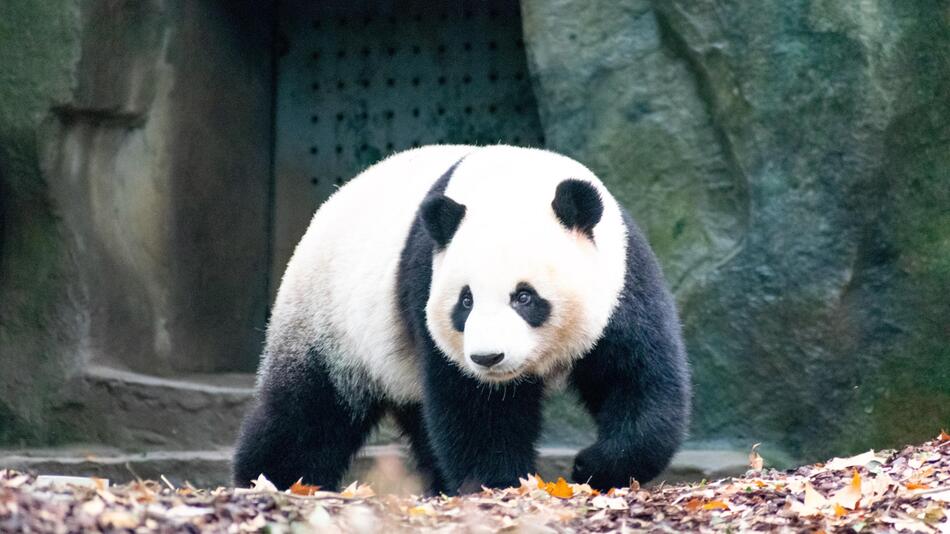 Panda stirbt im Zoo in Thailand.