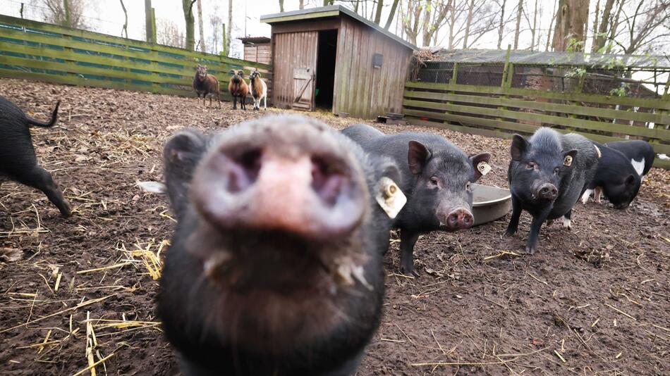 Kleine Schweine gefunden