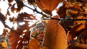 Herbst im Garten: Warum Laubbläser schnell teuer werden können