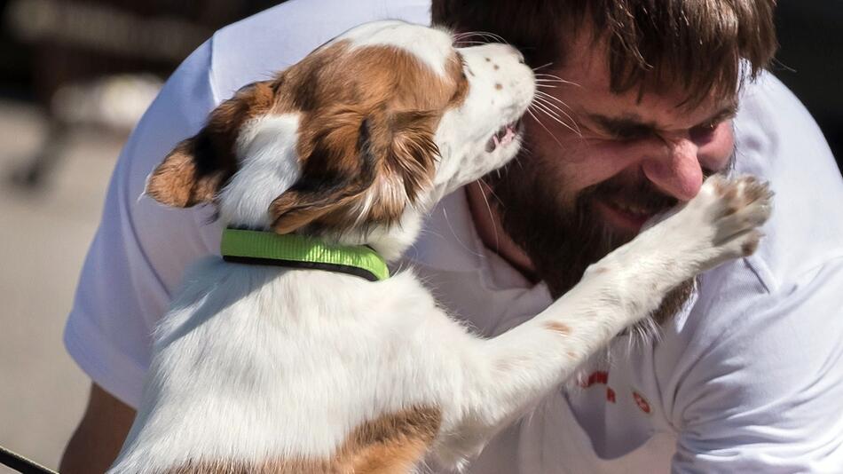 Hunde sind die am zweitbeliebtesten Haustiere