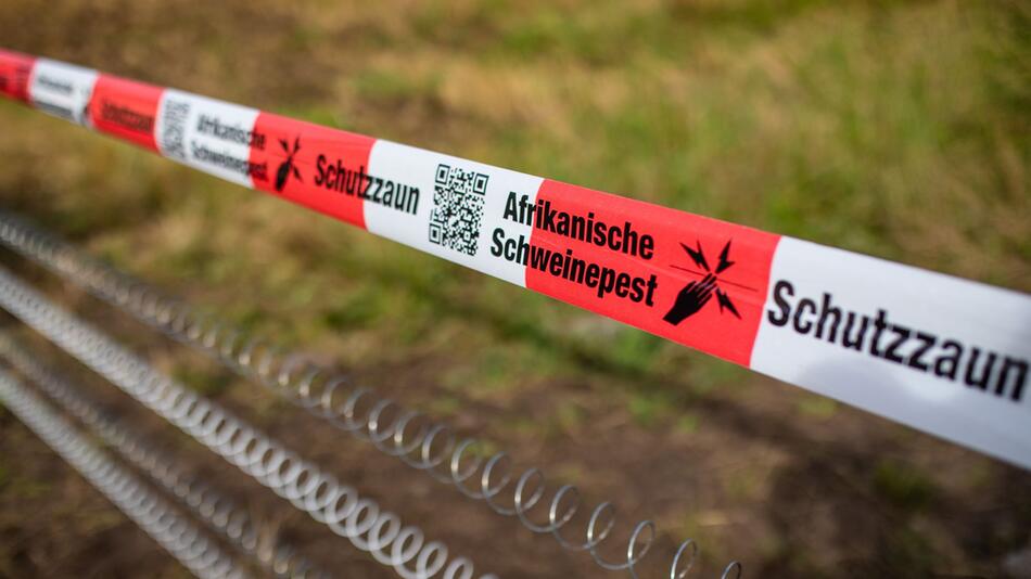 Schutzzäune gegen Afrikanische Schweinepest