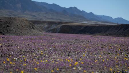 Seltenes Naturphänomen im Death Valley