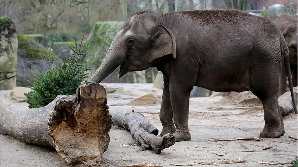 Ein Zoo Elefant spielt mit einen ausgedienten Weihnachtsbaum.