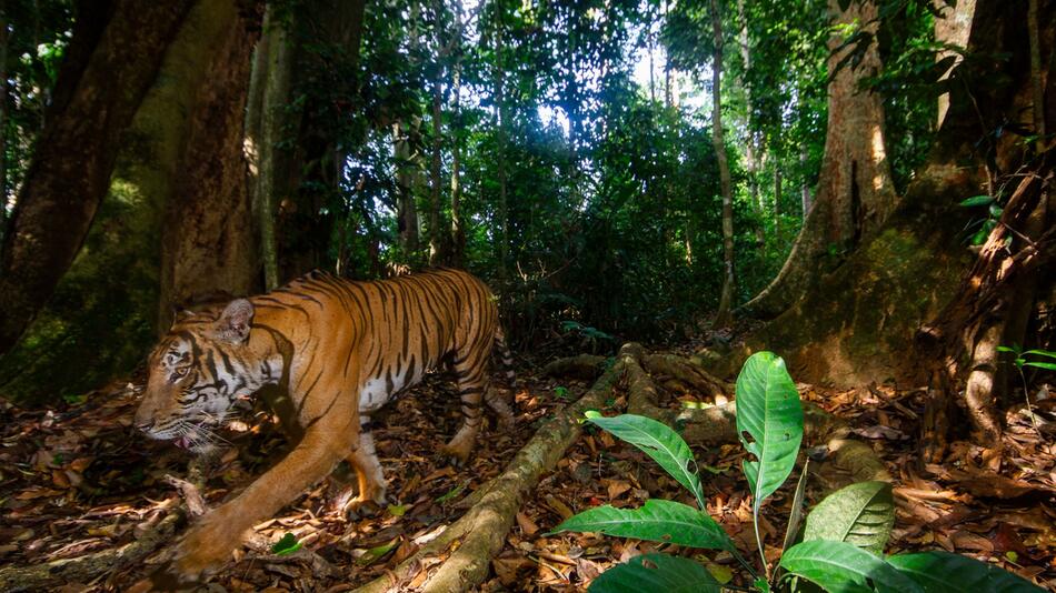 WWF gelingen seltene Aufnahmen in Malaysia