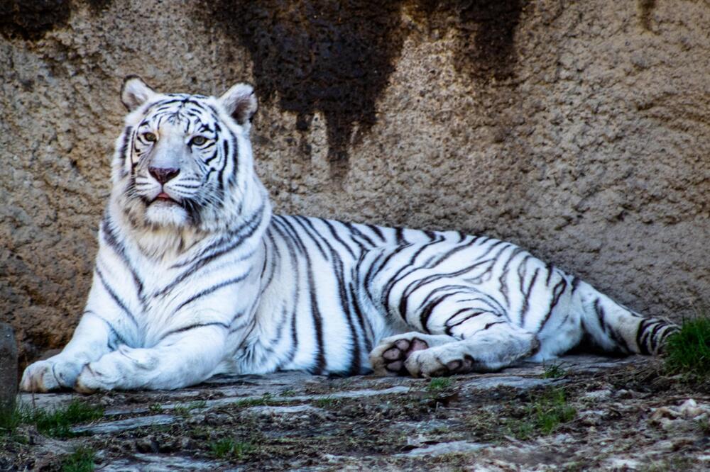 Weiße Tiger sind in der Natur ausgestorben.
