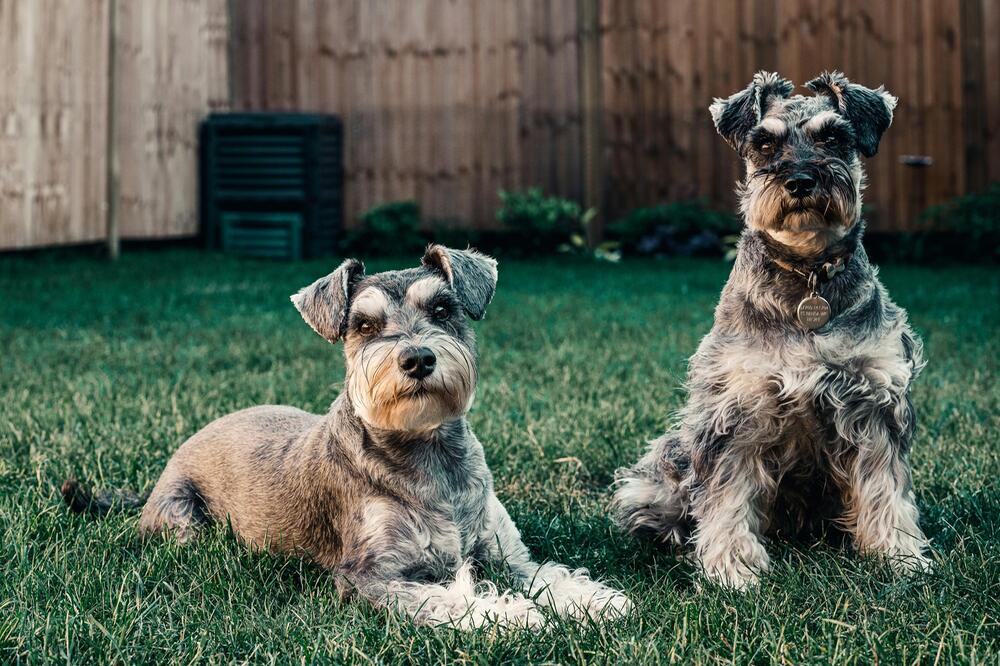 Mini Schnauzer sind sehr intelligent.