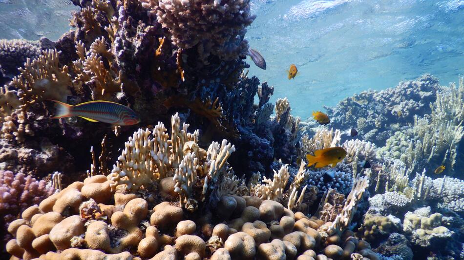 Drohende Ölpest im Roten Meer