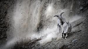 Zwei Blauschafe fliehen vor einem herab rasselnden Steinschlag