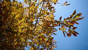 Herbst