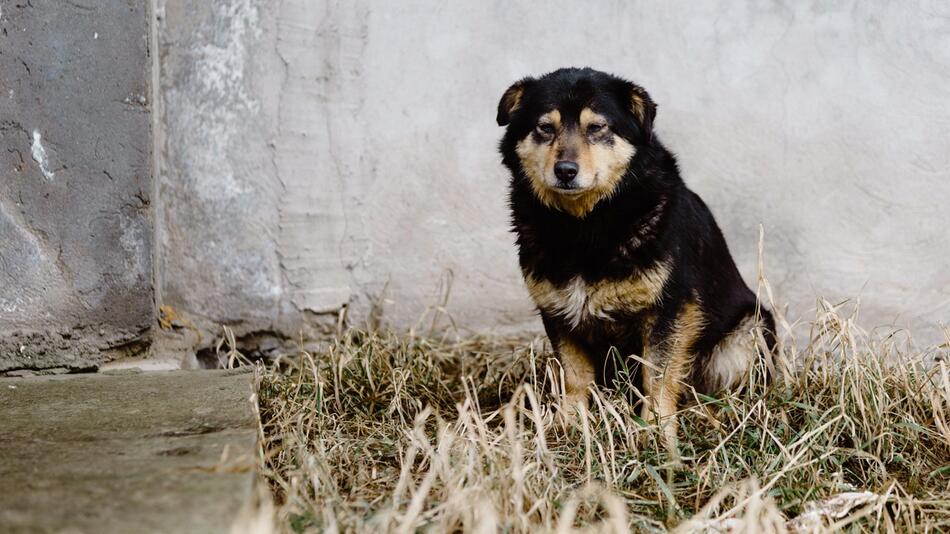 Vorsicht vor Hundemalaria.