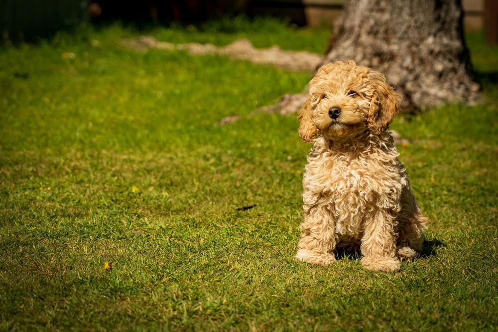 Cockapoos: ein Mix aus Cocker Spaniel und Pudel.