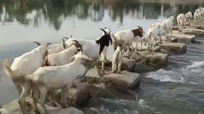 Ziegen laufen auf Steinen über einen Fluss