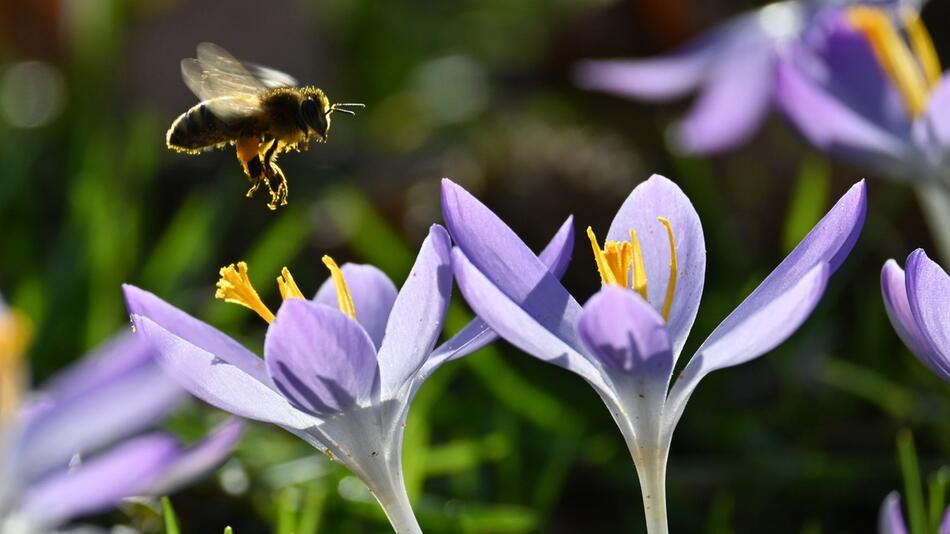 Sachsens Bienen starten gut ins Jahr