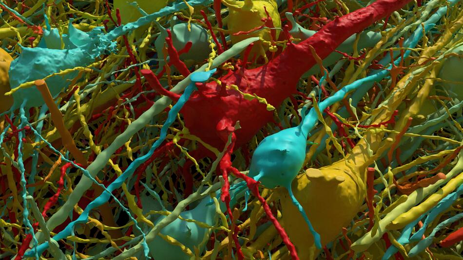Millionen Synapsen: So sieht ein Kubikmillimeter des menschlichen Gehirns aus