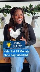 Fun Fact: Hahn ohne Kopf