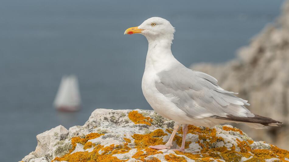 Silbermöwe Vögel