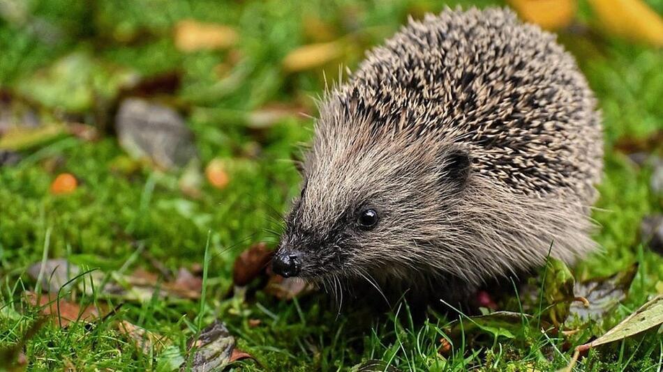 Igel im Garten