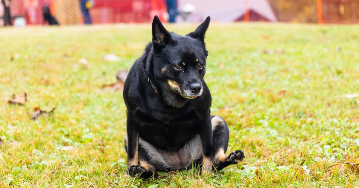 Warum Rutscht Mein Hund Mit Dem Po Uber Den Boden