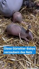 Gürteltier-Babys begeistern das Netz